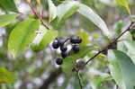 Carolina laurelcherry